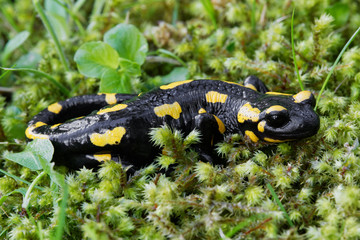 Obraz premium Fire salamander (Salamandra salamandra) in a nature