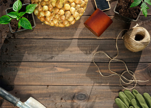 Background layout, concept for gardening and agriculture on a brown wooden table top view, copy space. Garden tools and accessories, seedlings Bell pepper in pot on old board, rustic style. Copyspace.