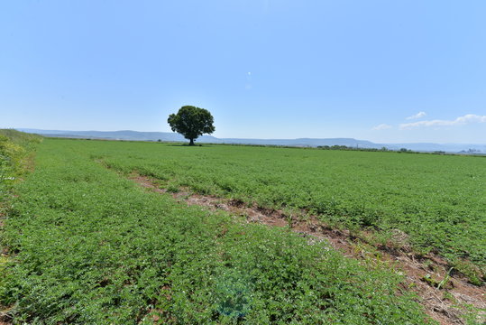 tarım