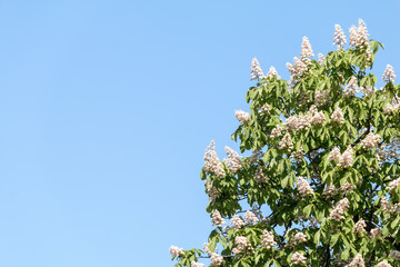 blooming chestnut in front of blue sky