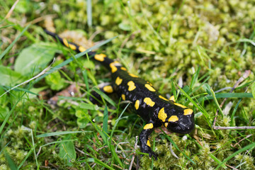 Fire salamander (Salamandra salamandra) in a nature