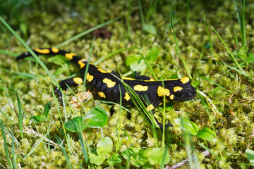 Fire salamander (Salamandra salamandra) in a nature