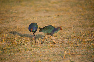 Purple Moorhen, Porphyrio porphyrio, Little Rann of Kutch, Gujarat