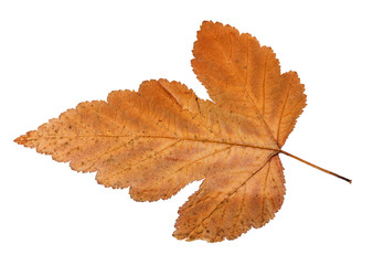 back side of autumn leaf of viburnum tree