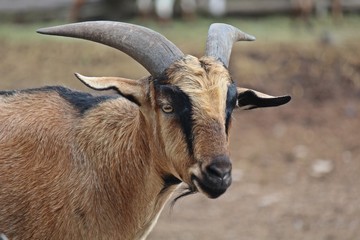 Animal,  it is in Thai zoo,  Thailand Asia.