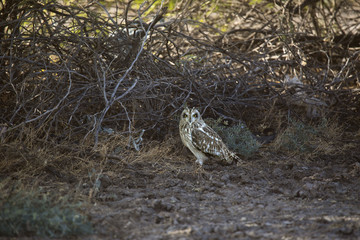 Short-eared Owl, Asio flammeus, Little Rann of Kutch, Gujarat