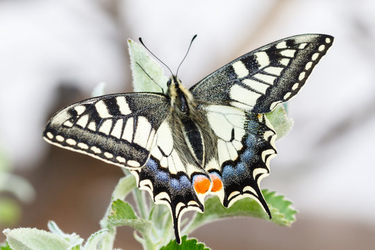 Mariposa. Macaón. Papilio machaon.
