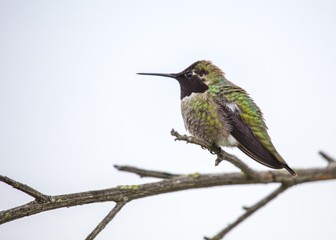 Anna's hummingbird (Calypte anna)