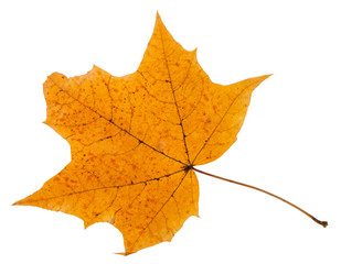 autumn leaf of maple tree isolated on white