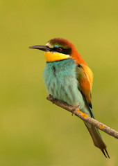 Portrait of a colorful bird