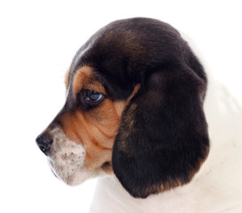 Profile of a beagle puppi brown and black
