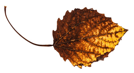 decayed dried leaf of aspen tree isolated