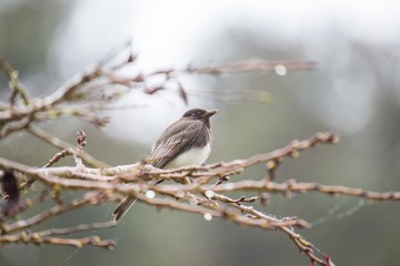 Black Phoebe (Sayornis nigricans)