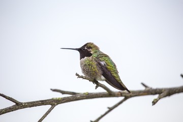 Fototapeta na wymiar Anna's hummingbird (Calypte anna)