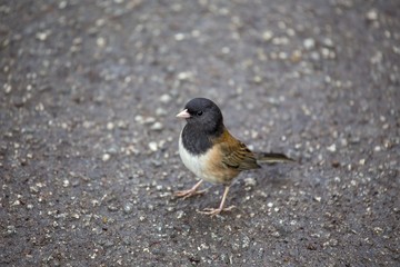 Dark-Eyed Junco (Junco hyemalis) spotted outdoors in wild