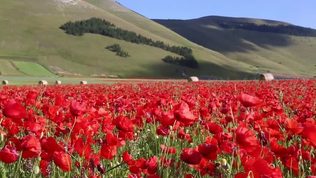 campo di papaveri rossi