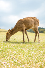 Deer eating grass in meadow