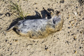 Obraz premium Dead Narrow-headed vole (Microtus gregalis) on the sand