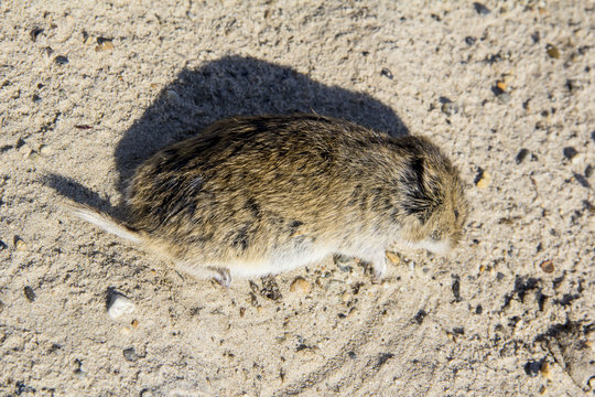 Dead Narrow-headed vole (Microtus gregalis) on the sand