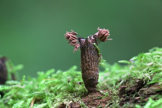 Stemonitis slime mold growing on fluted bird's nest fungus, Cyathus striatus
