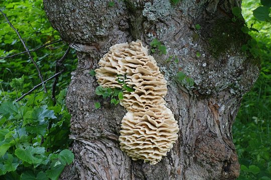 Northern tooth fungus, Climacodon septentrionalis, growing on an old lime tree