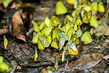 many pieridae Butterflies are feeding mineral in salt marsh in forest