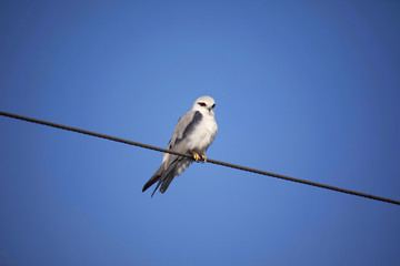 Black shouldered Kite, Elanus axillaris, Little Rann of Kutch, Gujarat