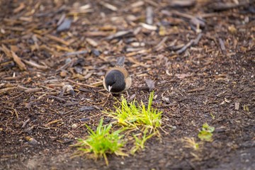 Dark-Eyed Junco (Junco hyemalis) spotted outdoors in wild