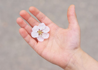 Flower in a child palm.