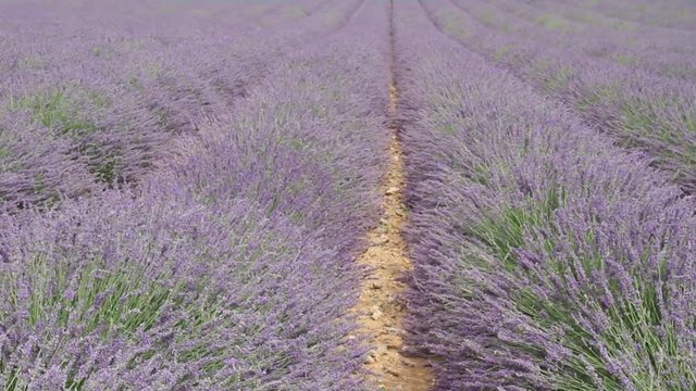 campi di lavanda in provenza francia