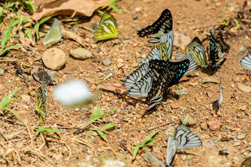 many pieridae Butterflies are feeding mineral in salt marsh in forest