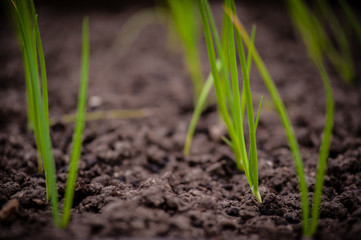 seedlings of white onion