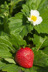 Strawberry between leaves in the morning in the garden