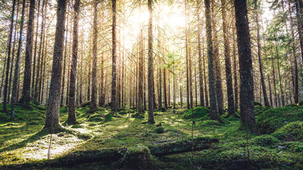 Natural mossy green forest of spruce trees. Golden sunlight before sunset with sun rays pouring through the trees, create mystic, cozy Atmosphere.