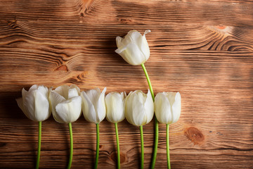 White tulips over old wood background
