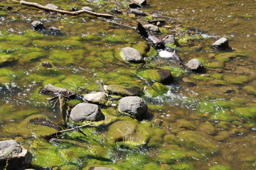 Green Algae On Rocks, Whitemud Park, Edmonton, Alberta