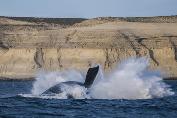 Fototapeta premium Whale jump , Patagonia