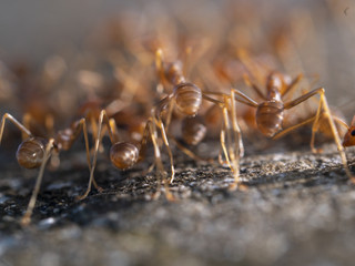 ants working on soft background
