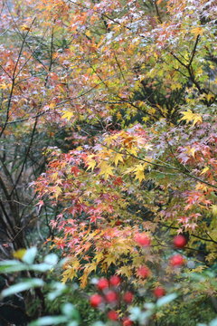 紅葉の日本庭園