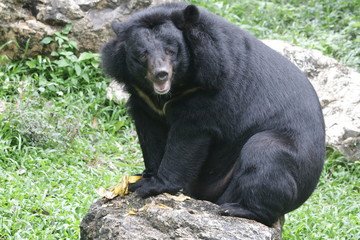 Fototapeta na wymiar Black Sun Bear, Helarctos malayanus, Close up Black Bear from the tropical forest habitats of Southeast Asia ,The sun bear has a short, sleek, black coat. The muzzle is short, and gray to faint orang
