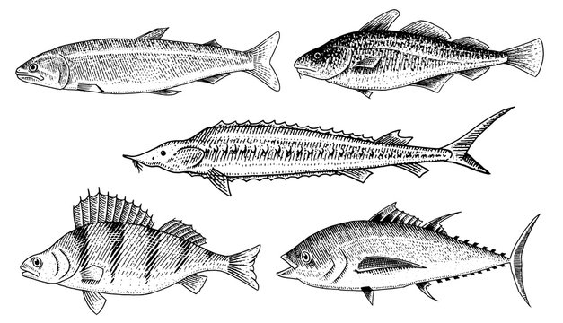 River and lake fish. Perch or bass, Scomber or mackerel, beluga and sturgeon. Sea creatures. Freshwater aquarium. Seafood for the menu. Engraved hand drawn in old vintage sketch. Vector illustration.