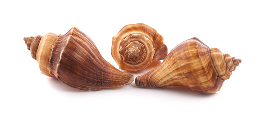 sea shell isolated on white background