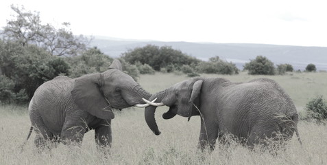 Elephants fight _ B&W