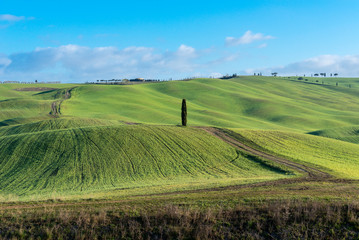 Fototapeta na wymiar Green rolling hills near San Quirico d'Orcia, Tuscany, Italy