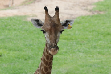 Close Up Giraffe's Face