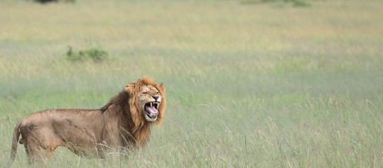 The deadly Yawn of the Lion