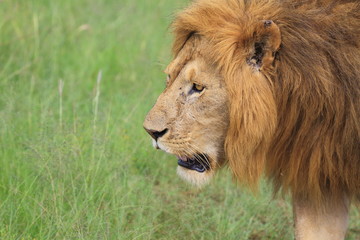 Fototapeta na wymiar The Lion King _ Closeup