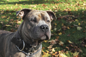 Pit Bull headshot