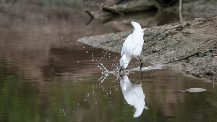 Isolated Little Egret
