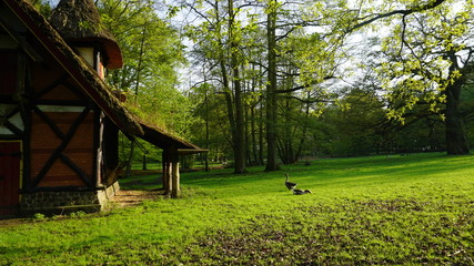 Gänse im Park in Hamburg © franziskahoppe